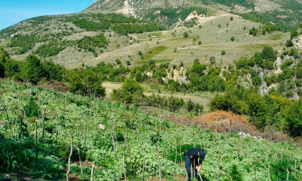 Forcat e FNSH, duke asgjësuar parcelat me hashash në Kurvelesh. Foto:Policia e Shtetit